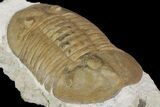 Valdaites Trilobite From Russia - Rare Species #165439-5